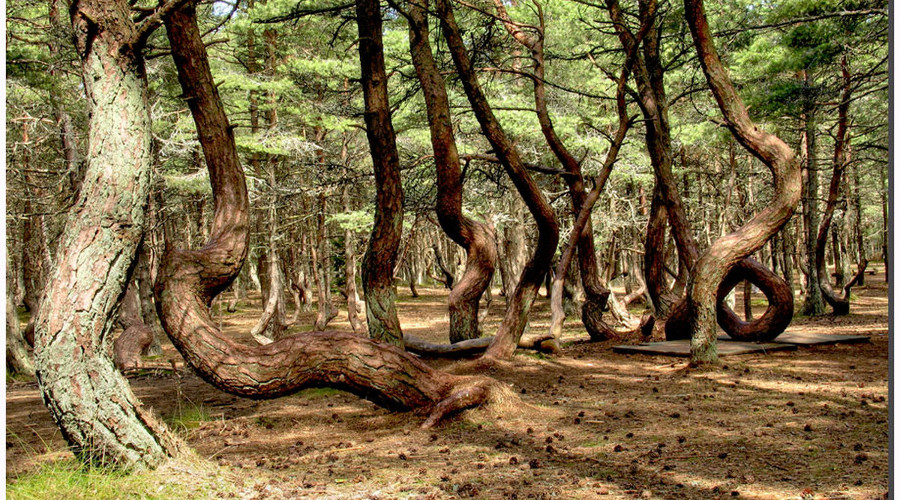 Танцующий лес коса.jpg